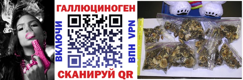 Псилоцибиновые грибы Psilocybine cubensis  Волосово 
